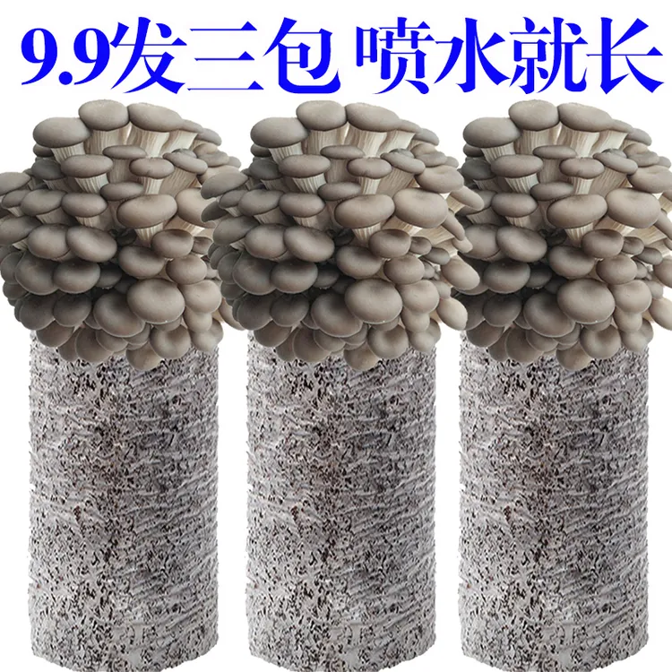【9.9发3大包】蘑菇菌包菌菇种植包食用菌菌棒平菇菌包好养喷水就长