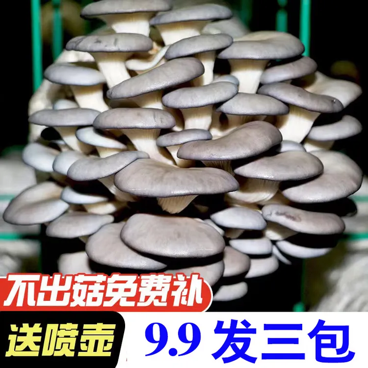 【9.9发3大包】蘑菇菌包喷水就长菌包好养菌菇种植包食用菌菌棒平菇