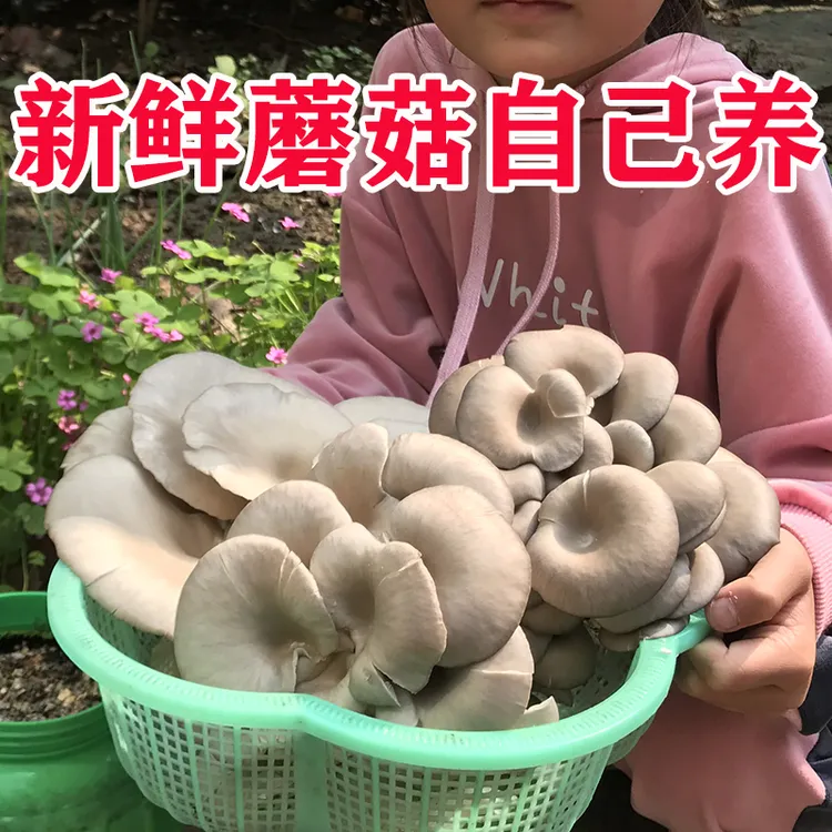 【买1发3大包】蘑菇菌包菌菇种植包食用菌菌棒平菇菌包好养喷水就长