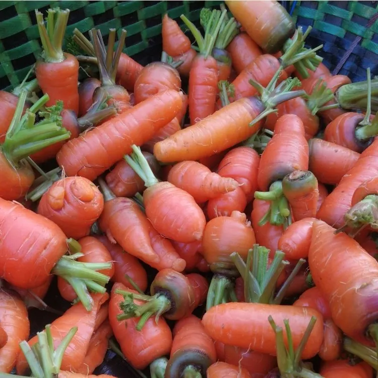 湖南新鲜小胡萝卜农家本地自种蔬菜 食用老品种手指红萝卜缨3-5斤