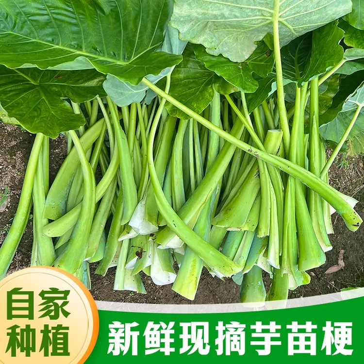 青霞首播新鲜芋苗杆广菜芋蒙杆现摘现发广西特产可腌制酸菜农家菜