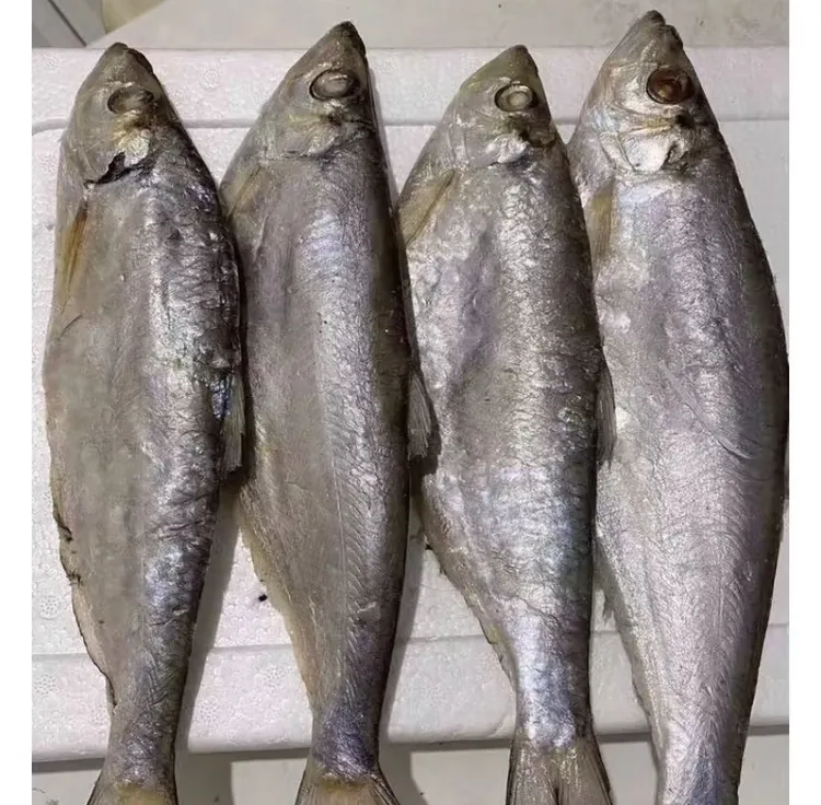 山东渤海湾咸半干白磷鱼咸鱼五斤13-15条
