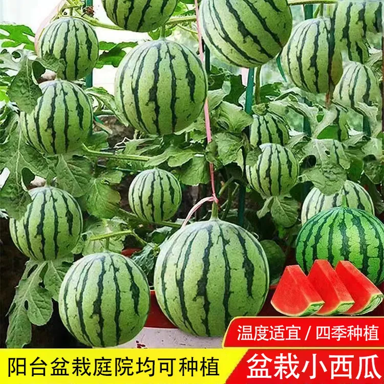 【新疆包邮】盆栽小西瓜种子红玉西瓜种籽高产易活阳台庭院可种植