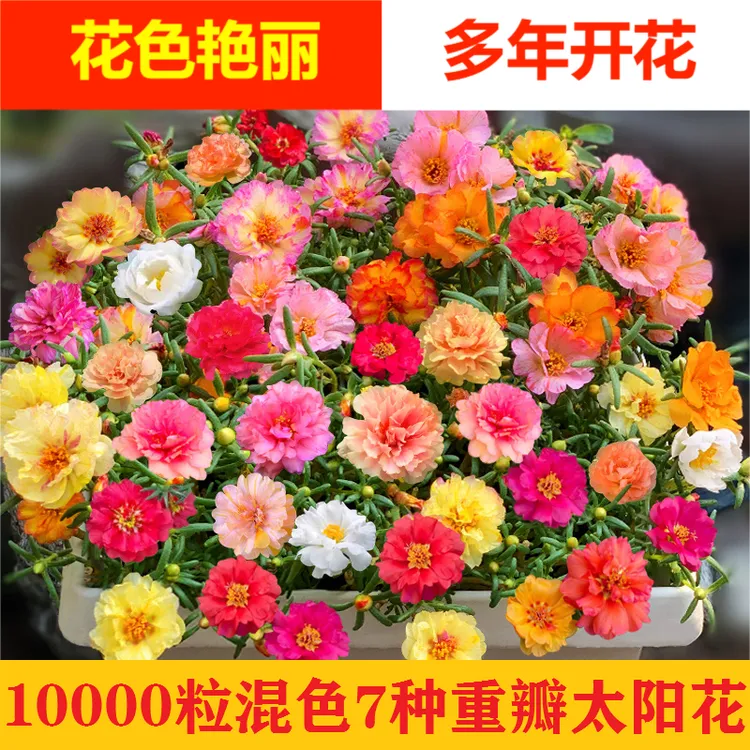 【新疆包邮】10000粒太阳花重瓣混色四季种室外阳台盆栽庭院种籽