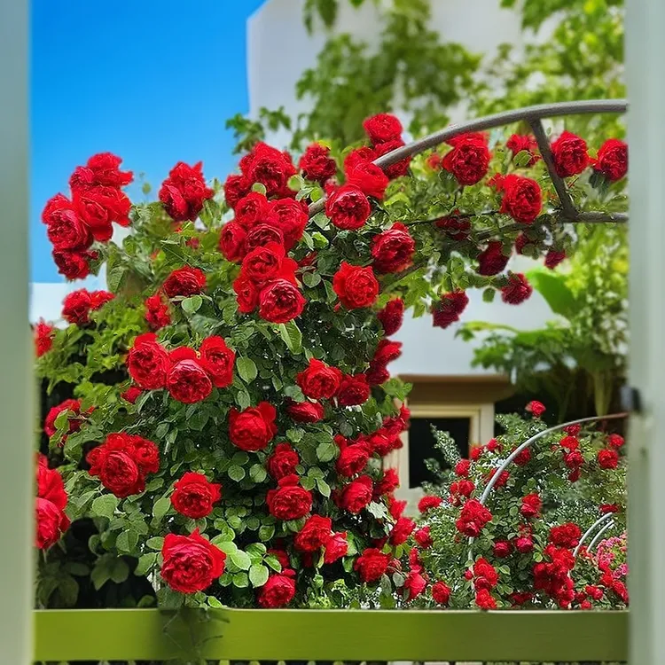 【新疆包邮】四季混色蔷薇花别墅种子花盆栽地栽庭院阳台爬藤玫瑰商品图