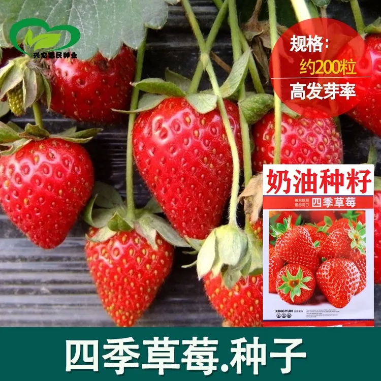 【新疆包邮】四季奶油草莓种籽阳台室内外花卉盆栽植物花种籽子种植