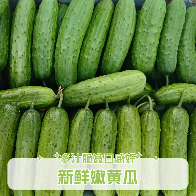 新鲜旱黄瓜当日现摘脆嫩爽口口感好水果黄瓜5斤装保鲜产地直发
