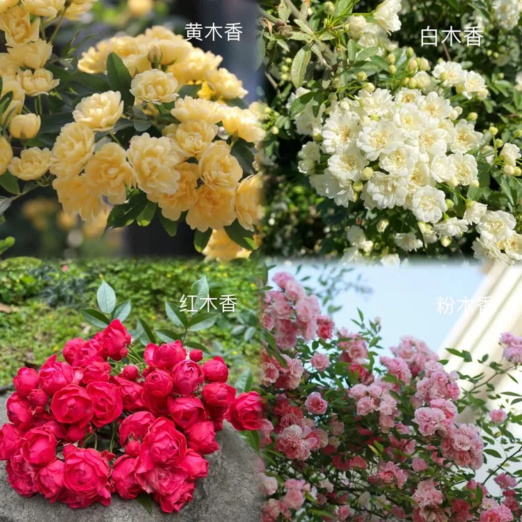 【直播专享】月季花红木香白木香黄粉爬藤植物藤本花卉庭院露台耐寒