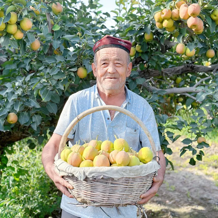 【达人专属】正宗新疆库尔勒香梨当季新鲜水果孕妇梨小香梨整箱5斤