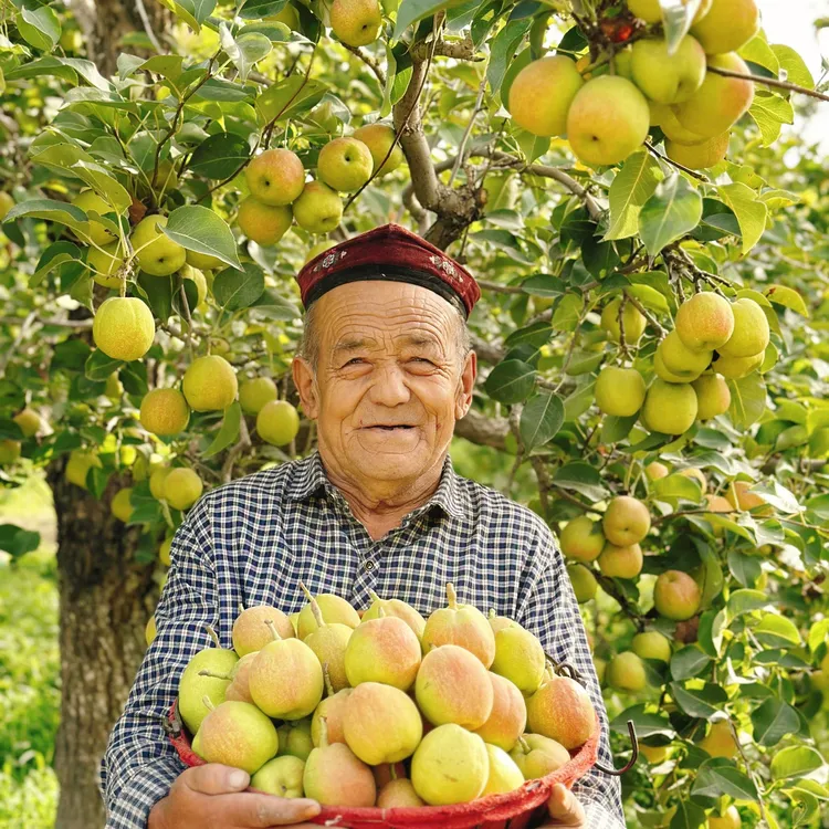 【N】新疆库尔勒香梨新鲜孕妇水果整箱脆多汁原产地包邮精选大果5斤