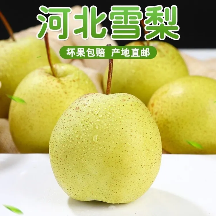 《雪梨煮水熬汤》冰糖雪梨河北赵县雪花梨产地直发5/9新鲜梨子水果
