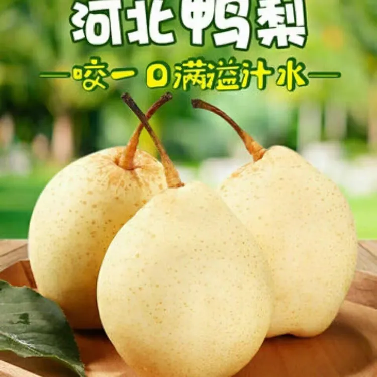 河北鸭梨水晶梨梨园产地脆甜新鲜当季水果汁水口感梨子黄冠梨皇冠