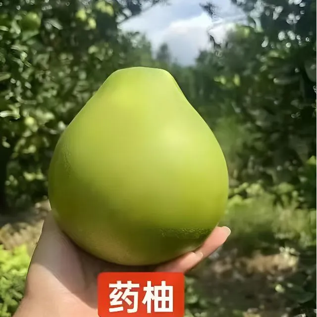 粤北深山种植冰糖柚（药柚）白心脆甜爽口爆汁