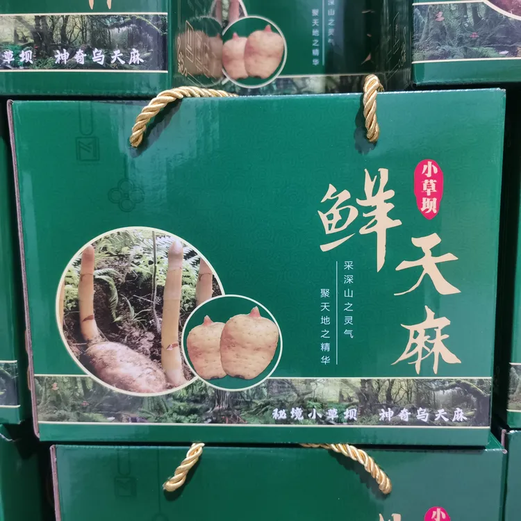 新鲜乌天麻云南昭通小草坝产地直销高品质天麻