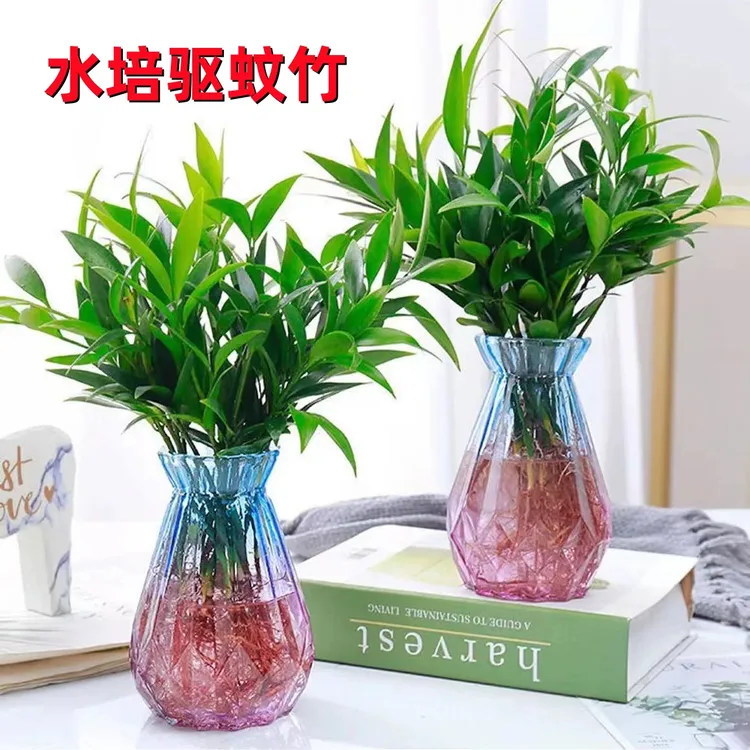 竹柏水培植物盆栽新宠驱蚊竹绿植盆栽室内客厅桌面办公室懒人植物