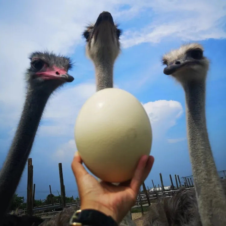 新鲜可食用大号驼蛋节日送礼高端食材