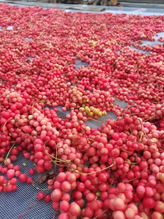 黑龙江大兴安岭野生五味果干自然晒干 