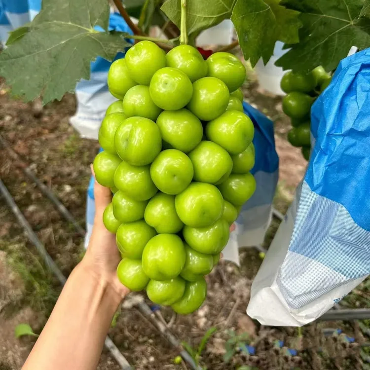 阳光玫瑰葡萄树苖老桩果树果苗晴王巨峰无籽提子藤苗南方种植盆栽