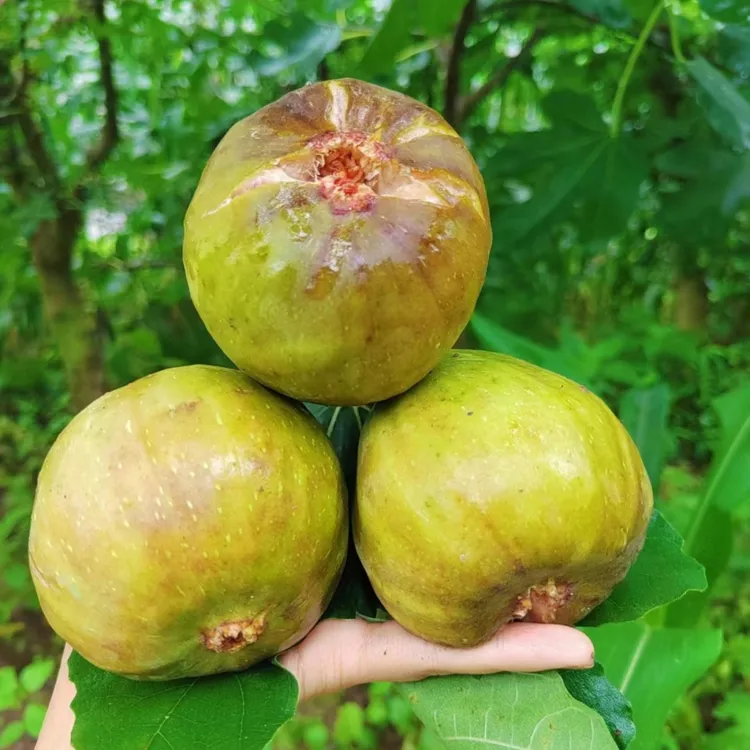 无花果树果苗盆栽南北方四季种植耐寒带果特大果芭劳奈树苗波姬红