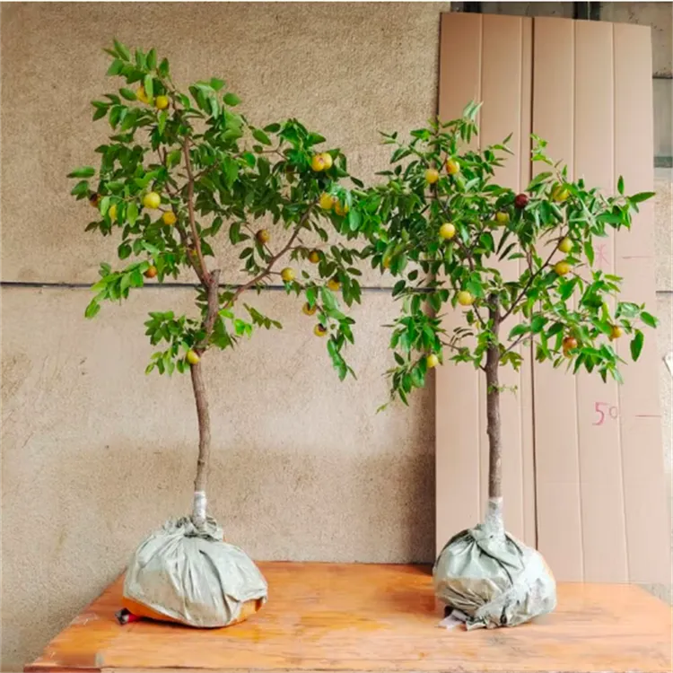 大荔冬枣树活苗树特大青脆大枣嫁接北方南方种植庭院果树果苗盆栽
