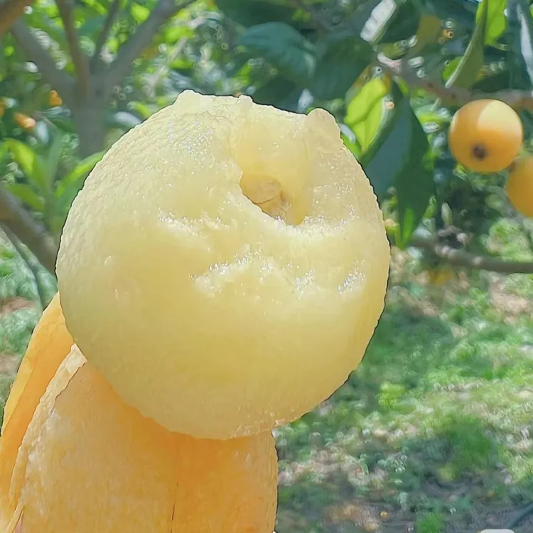 白玉枇杷树苗嫁接特大早熟无核白沙琵琶果树苗南北方种植当年结果