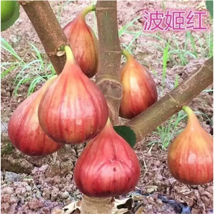 无花果树果苗带土四季果盆栽种植苗特大波姬红树苗大苗果树树苗