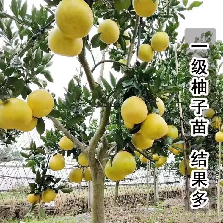 新品种特大柚子苗南北方种植红心柚子三红蜜柚树苗庭院地栽盆栽苗