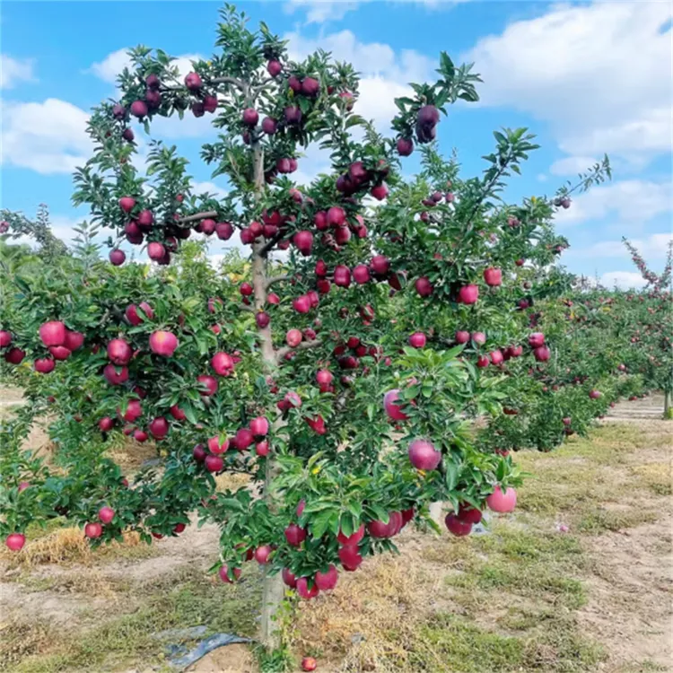 苹果树苗盆栽南方北方种植地栽冰糖心苹果苗活苗矮化果树当年结果