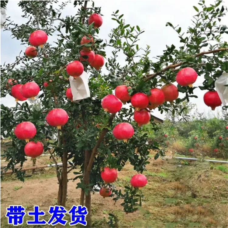 石榴树树苗突尼斯软无籽特大甜果苗盆栽老桩嫁接四季庭院南方种植