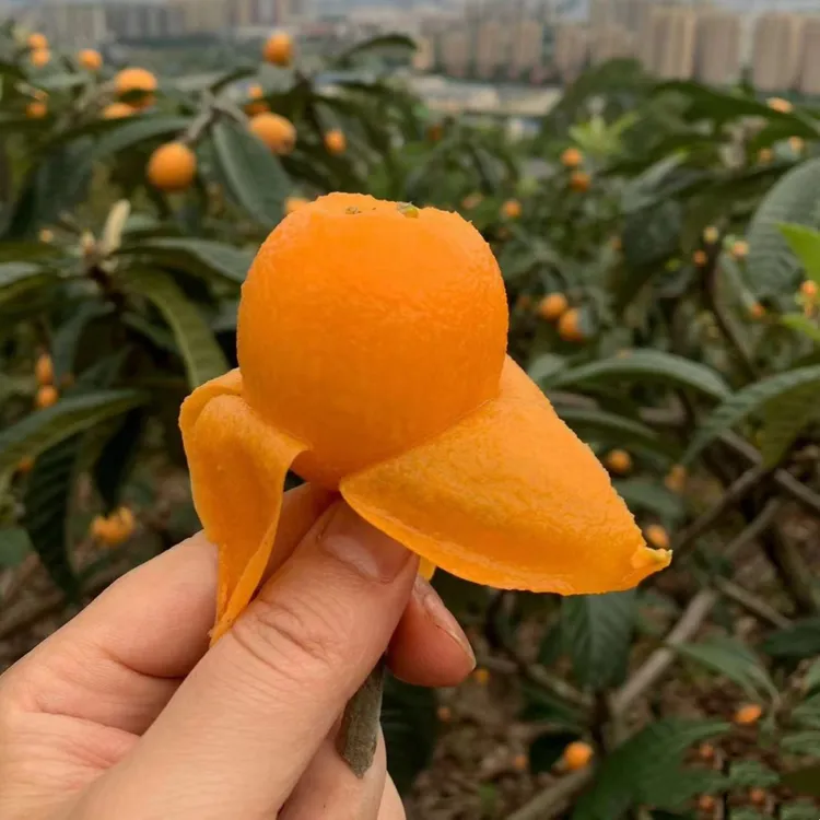 无核枇杷苗树特大砂糖大五星果树苗嫁接枇杷苗当年结果南北方种植