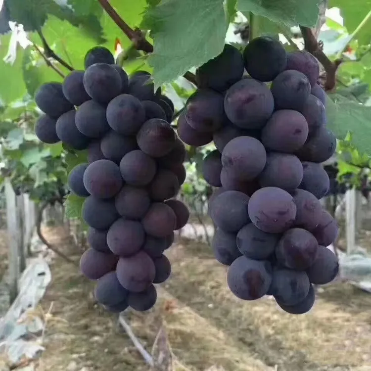 大巨峰葡萄树苖无籽嫁接果树果苗盆栽阳光玫瑰南北方四季种植耐寒