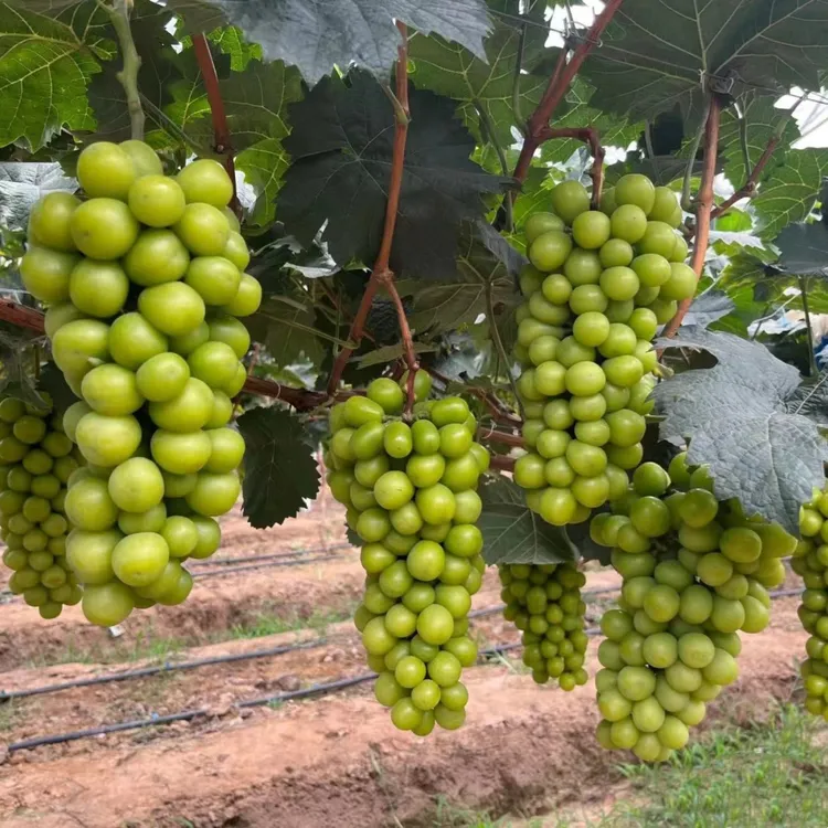 特大阳光玫瑰蓝宝石葡萄苗葡萄果树苗爬藤嫁接苗葡萄树苖当年结果