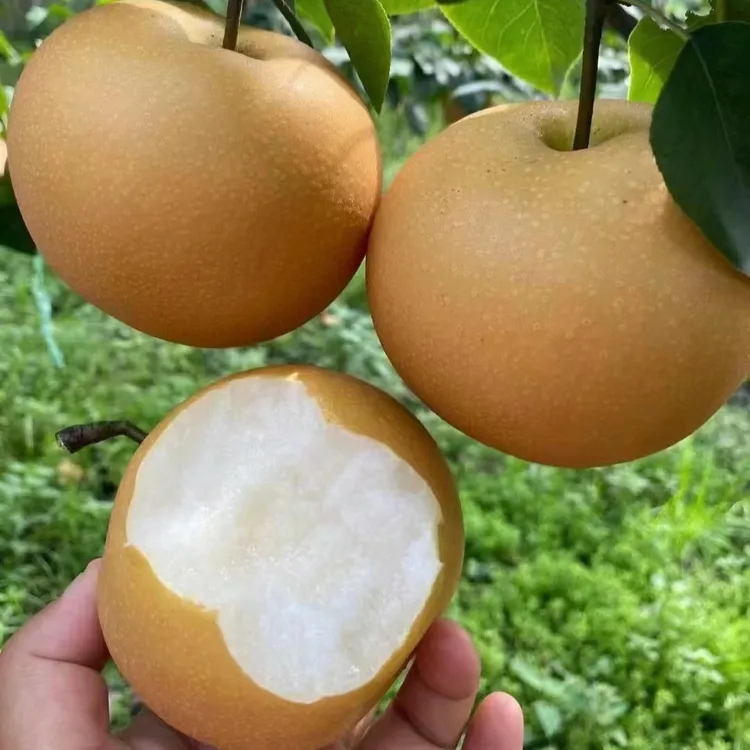 翠冠梨树苗梨树果苗南北方庭院地栽种植大树室内盆栽嫁接当年结果