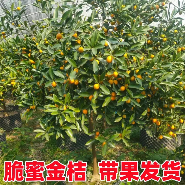 特大脆皮蜜糖金桔树苗嫁接带果橘子树南北方阳台庭院地栽盆栽种植