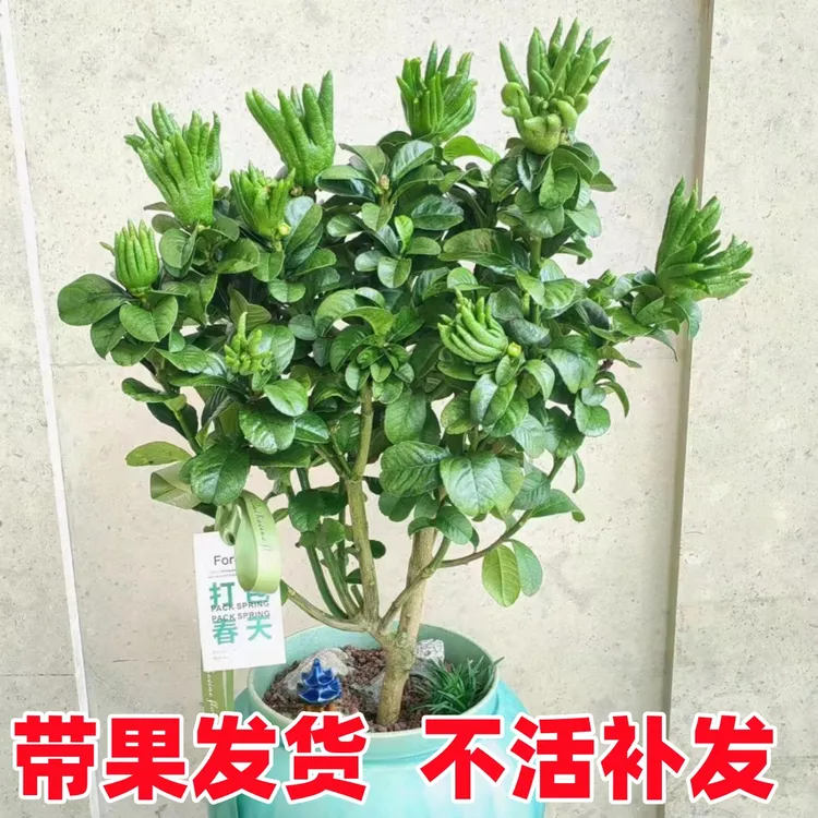 佛手树盆栽带果室内阳台庭院四季花卉绿植可食用金华佛手柑瓜树苗