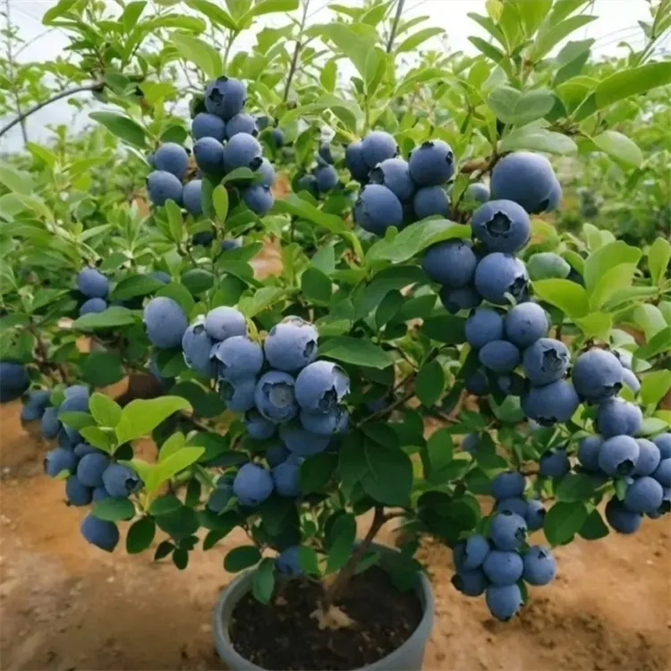 蓝莓树果苗蓝莓树苗盆栽地栽蓝莓苗南方北方种植苗奥尼尔兔眼果树