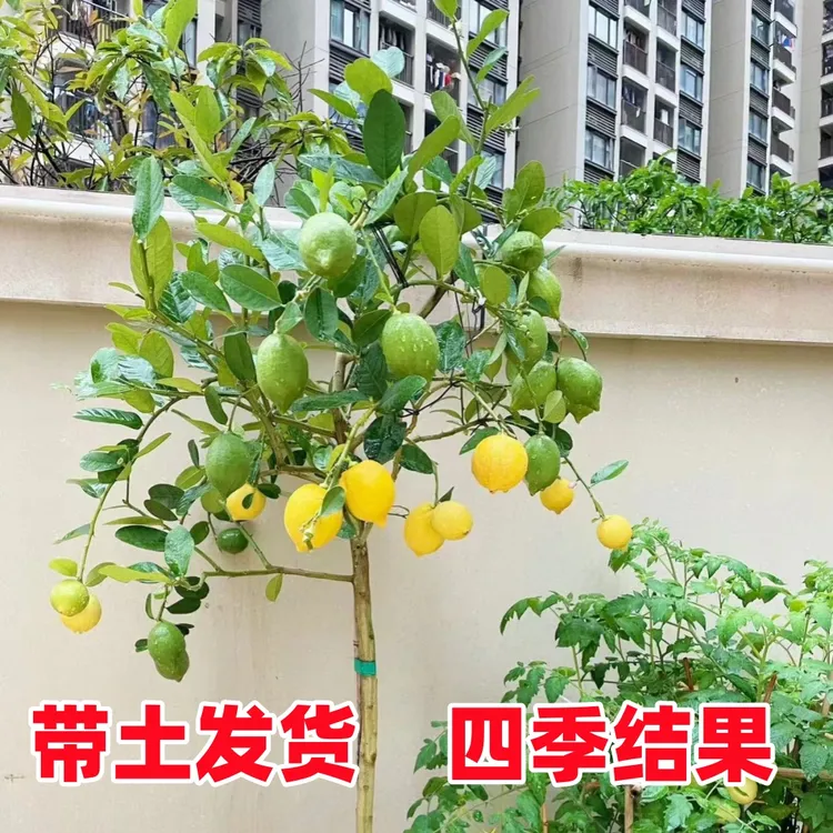 香水柠檬树盆栽带果可食用老桩树苗客厅阳台绿植物四季水果树果苗