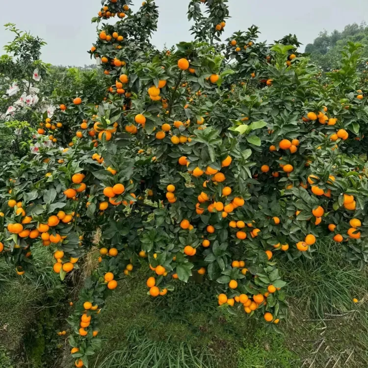 桔子树苗砂糖橘树苗庭院栽橘子树果苗南北方栽种带果沙糖桔子树苗