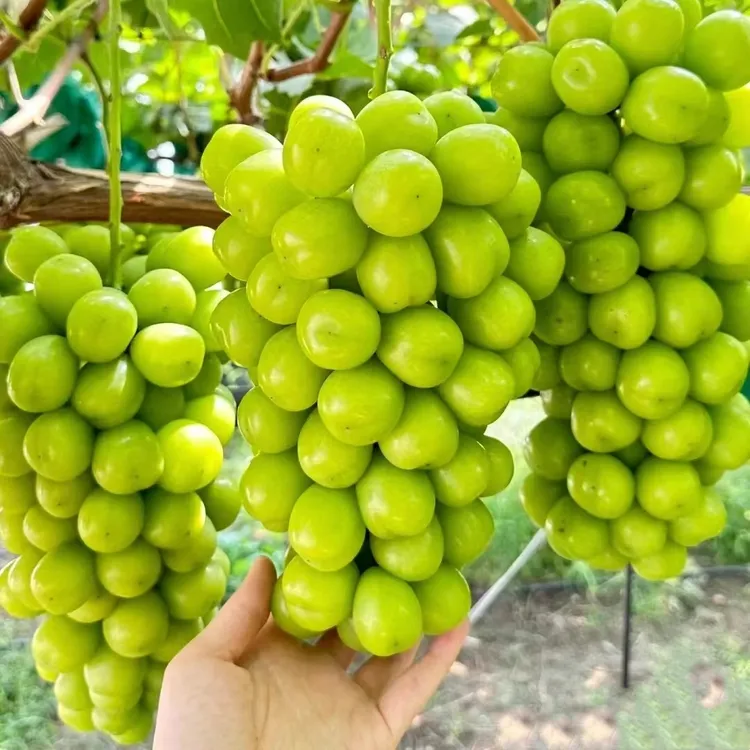 正宗阳光玫瑰葡萄苗一级晴王葡萄树苗庭院爬藤带土北方耐寒果树苗