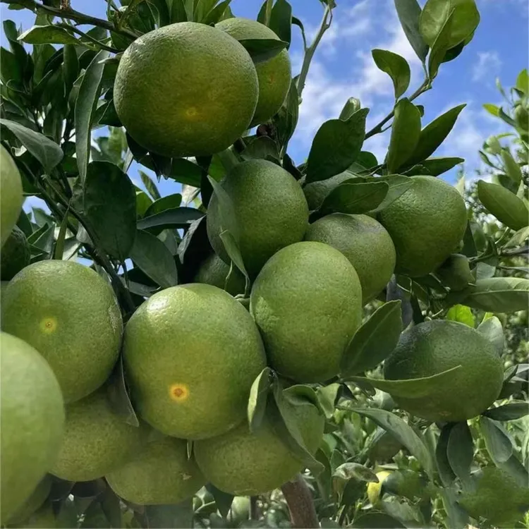 特早熟青皮蜜桔苗日南一号蜜桔苗大分一号柑橘苗橘子树苗当年结果