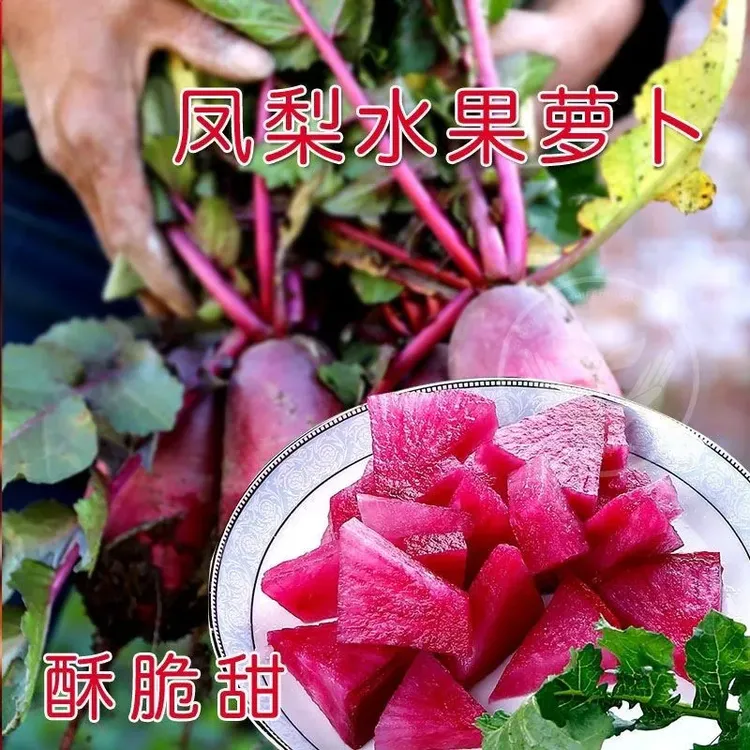 凤梨水果萝卜种子生吃红心里美萝卜满堂甜脆春秋农家四季蔬菜种籽