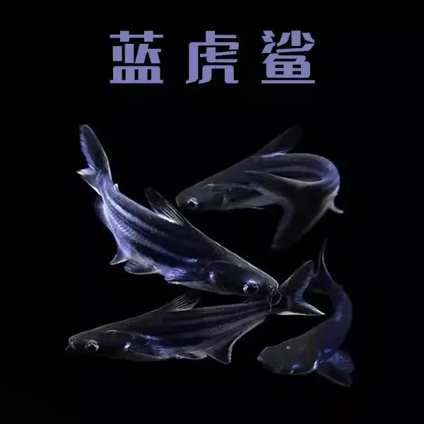 淡水鲨鱼小蓝鲨白化鲨蓝虎鲨观赏鱼热带鱼银龙配鱼套餐包邮包活