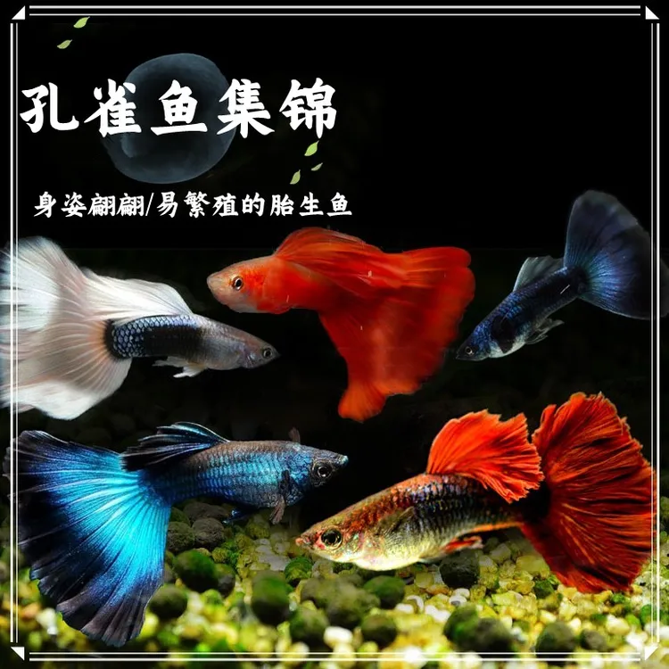 孔雀象牙白冰蓝蓝草巴西红扇美国观赏鱼红天空蓝冰蓝孔雀鱼练手