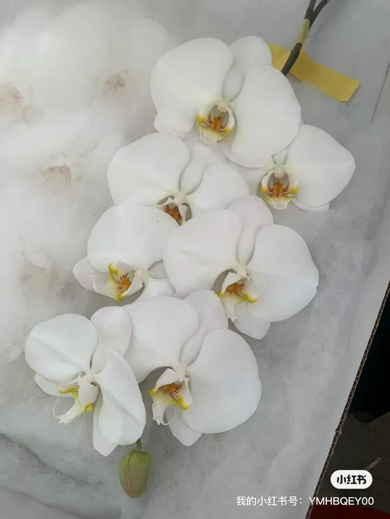  蝴蝶兰大白V3鲜切花A级6朵起，10支一盒，货损冻坏脱水不售后