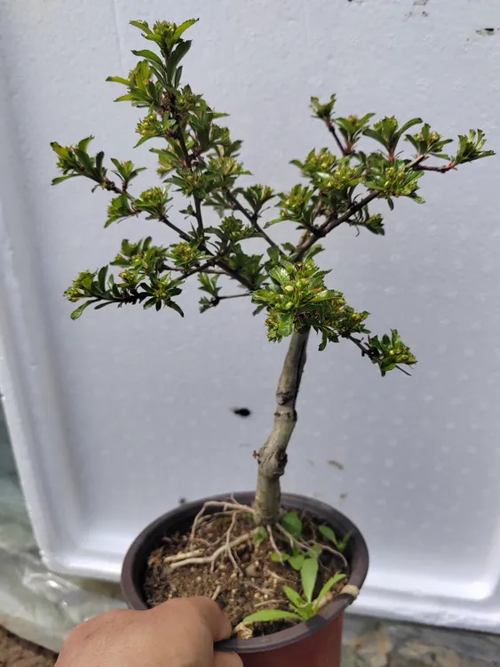 山里红带果带花随机发货嫁接桩