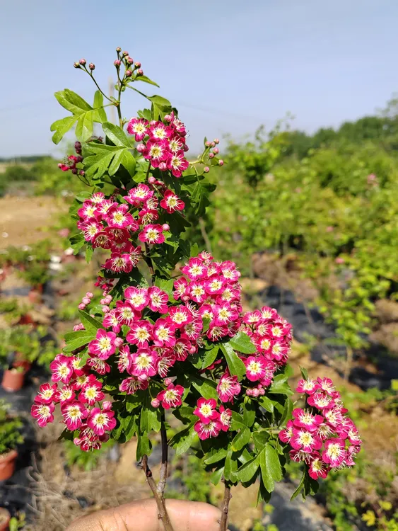 红花山里红双瓣复瓣，发货高度30公分
