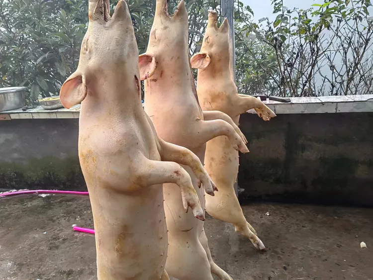 正宗小凉山特色土猪小猪儿肉新鲜猪肉烤乳猪小猪儿肉小香猪整只