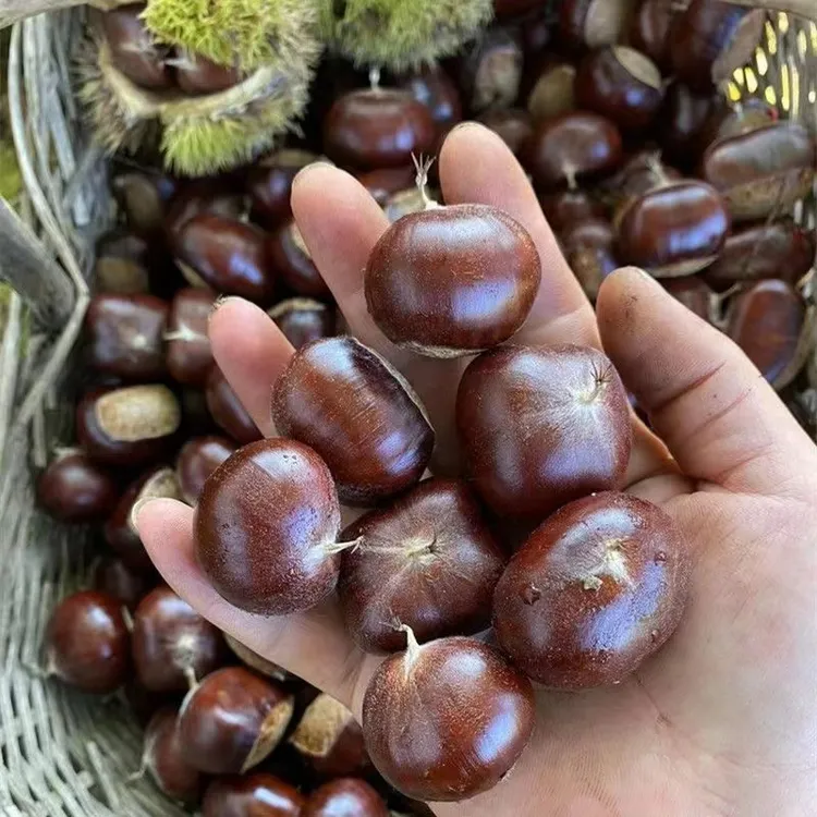 【新下树】正宗迁西板栗新鲜带壳生栗子软糯香脆甜老树燕山大果现摘