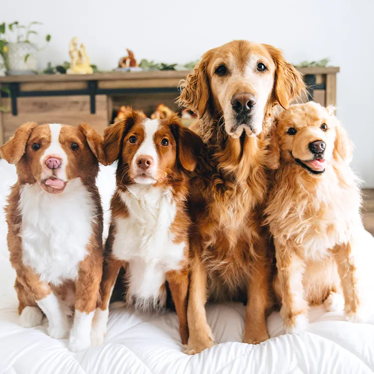 卡豆仿真来图照片定制仿真猫咪狗狗宠物玩偶毛绒公仔送女生礼物