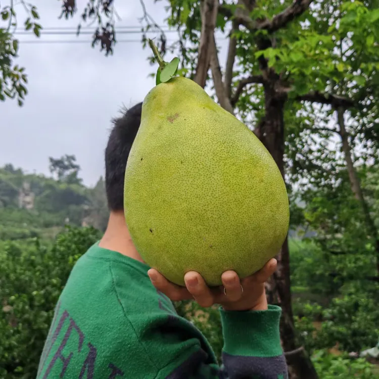 老家的柚子树结果了